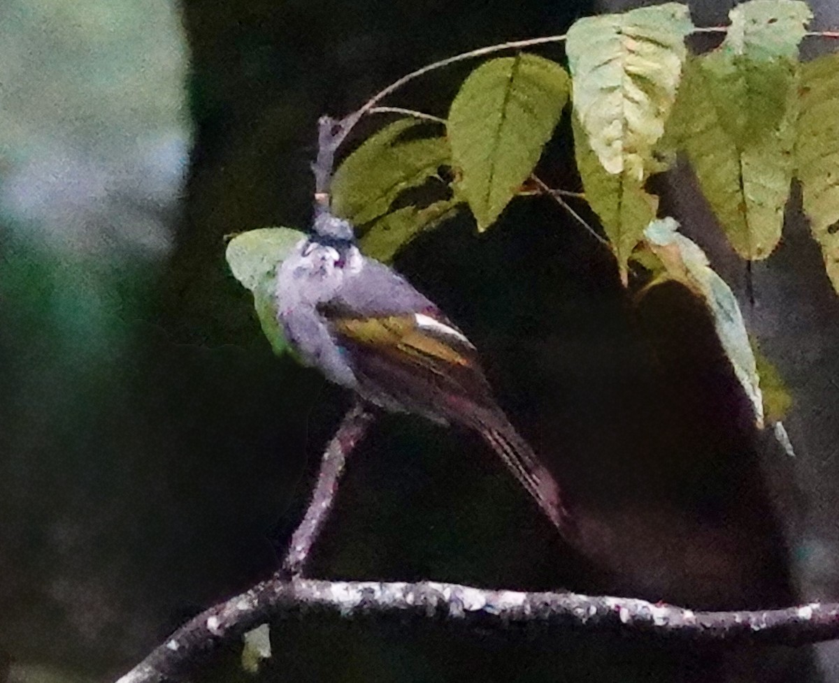 Ashy Bulbul - ML642269213