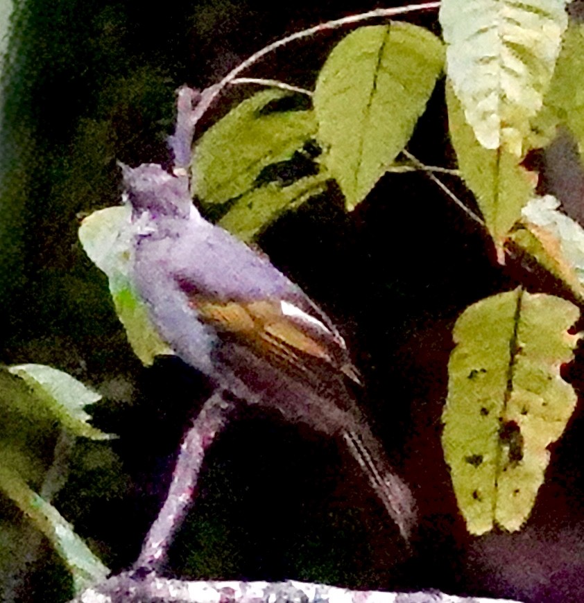 Ashy Bulbul - ML642269214