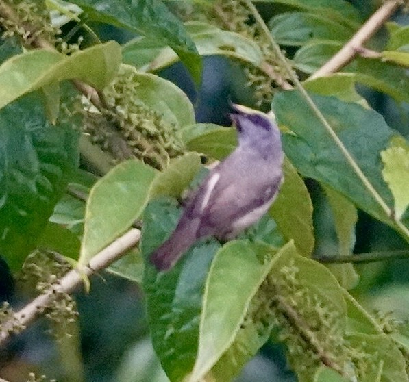 maskeyuhina - ML642269225