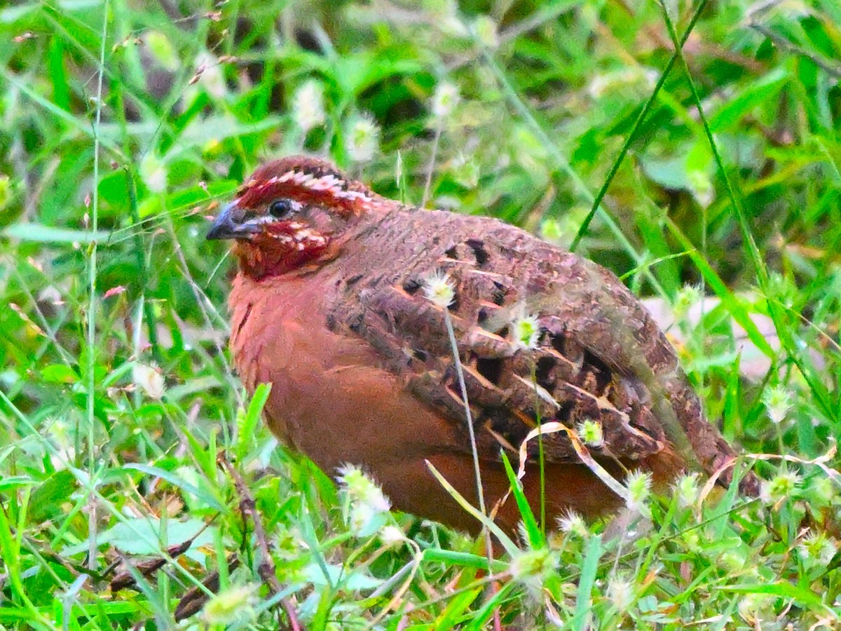 Jungle Bush-Quail - ML642269240