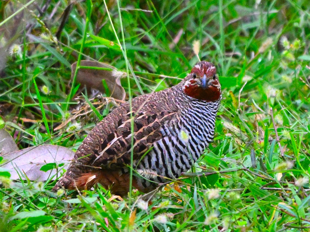 Jungle Bush-Quail - ML642269241