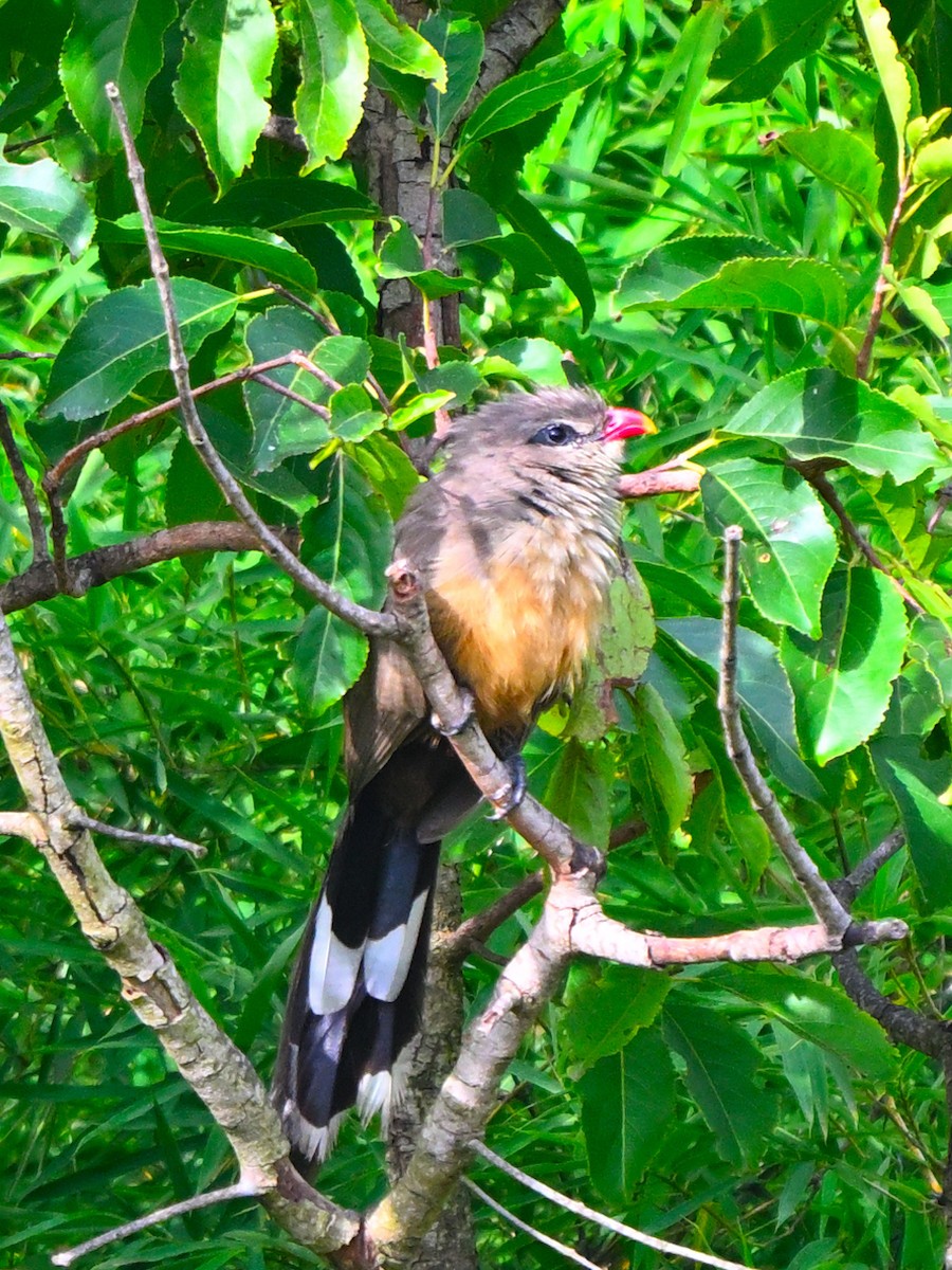 Sirkeer Malkoha - ML642269245