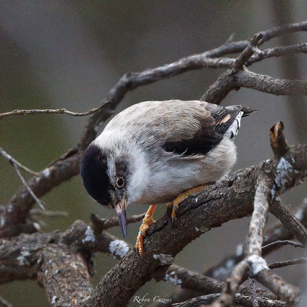 Varied Sittella - ML642269248