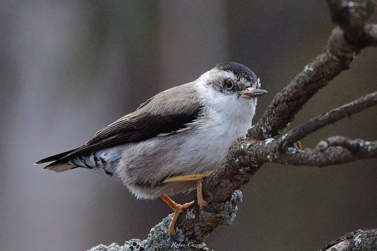 Varied Sittella - ML642269249