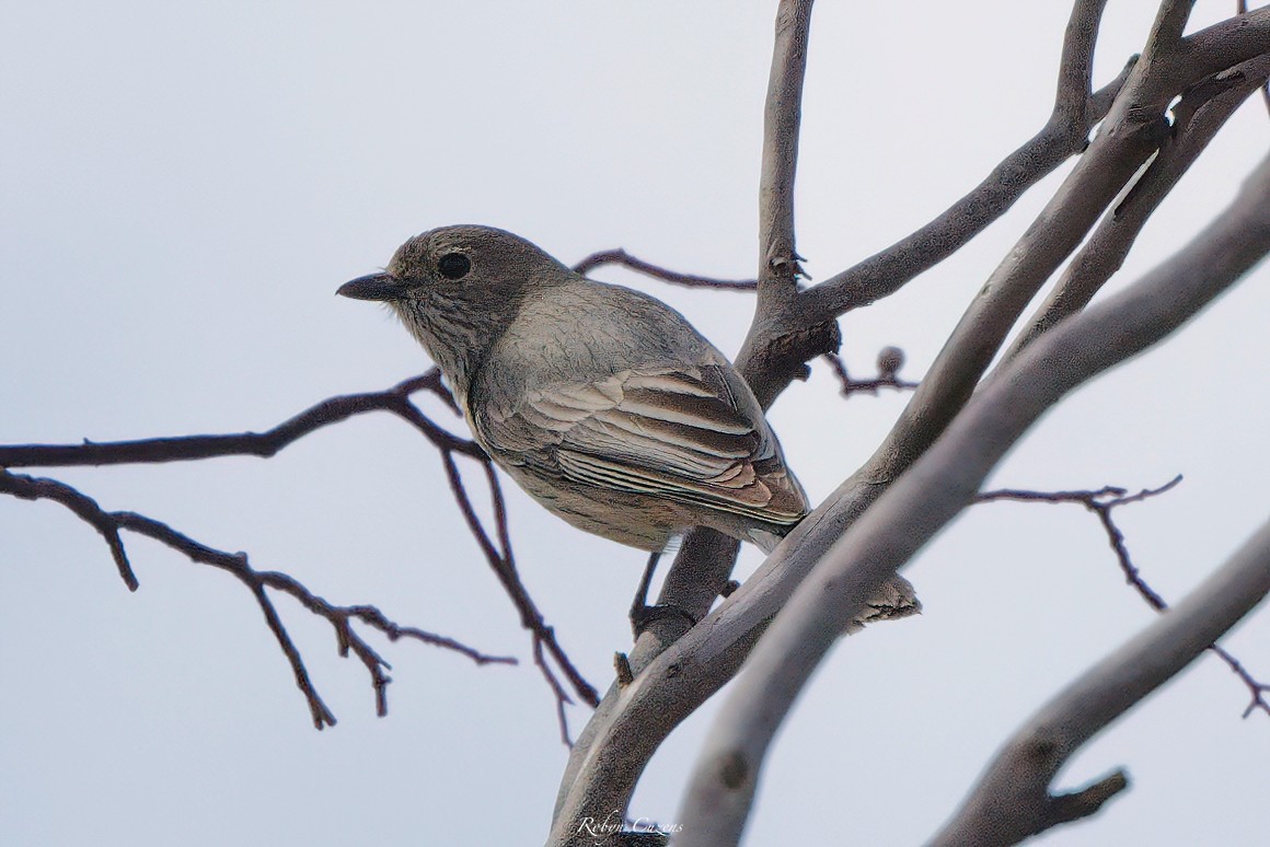 Rufous Whistler - ML642269255
