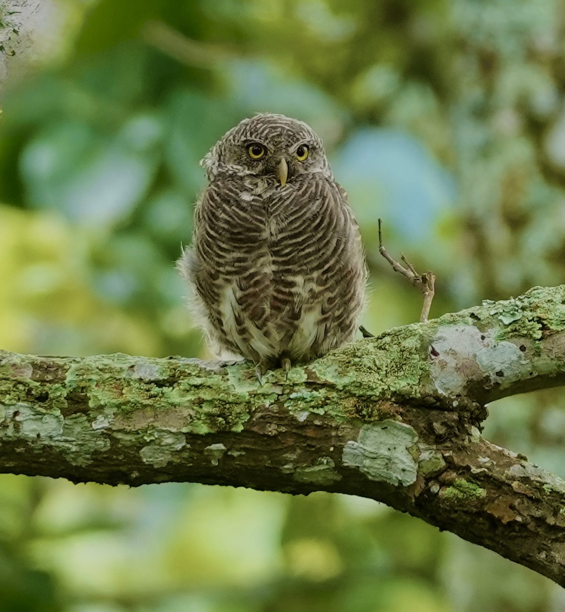 Asian Barred Owlet - ML642269270