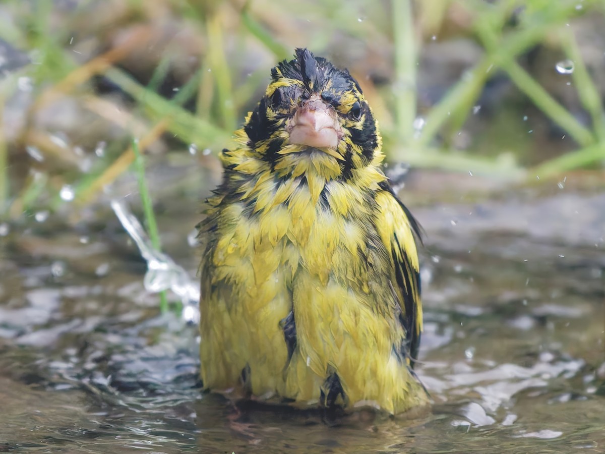 Yellow-breasted Greenfinch - ML642269283