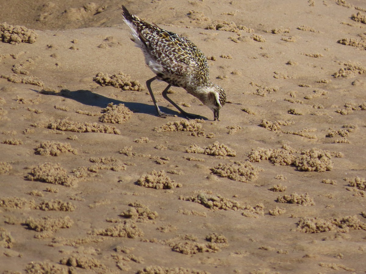 Pacific Golden-Plover - ML642269379