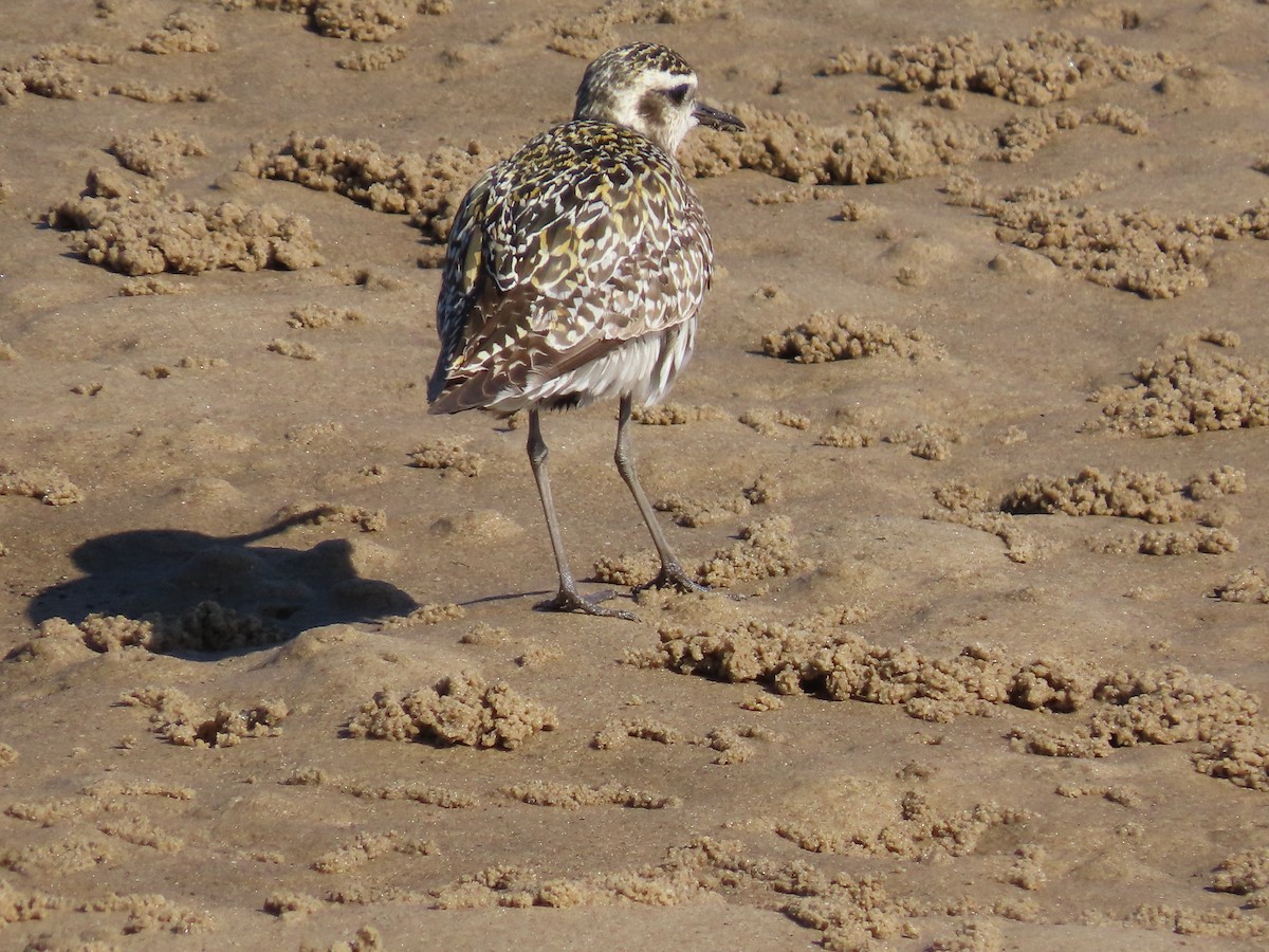 Pacific Golden-Plover - ML642269380