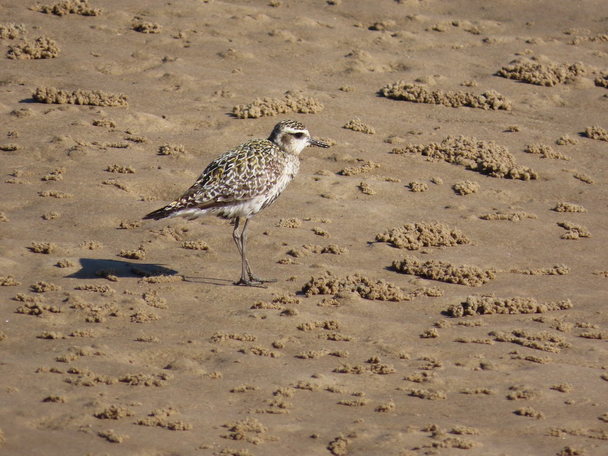 Pacific Golden-Plover - ML642269381
