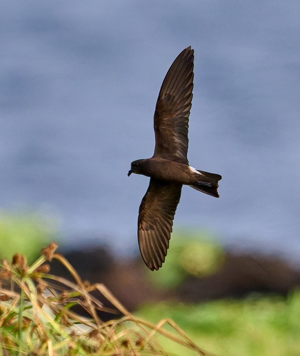 Wedge-rumped Storm-Petrel - ML642269386