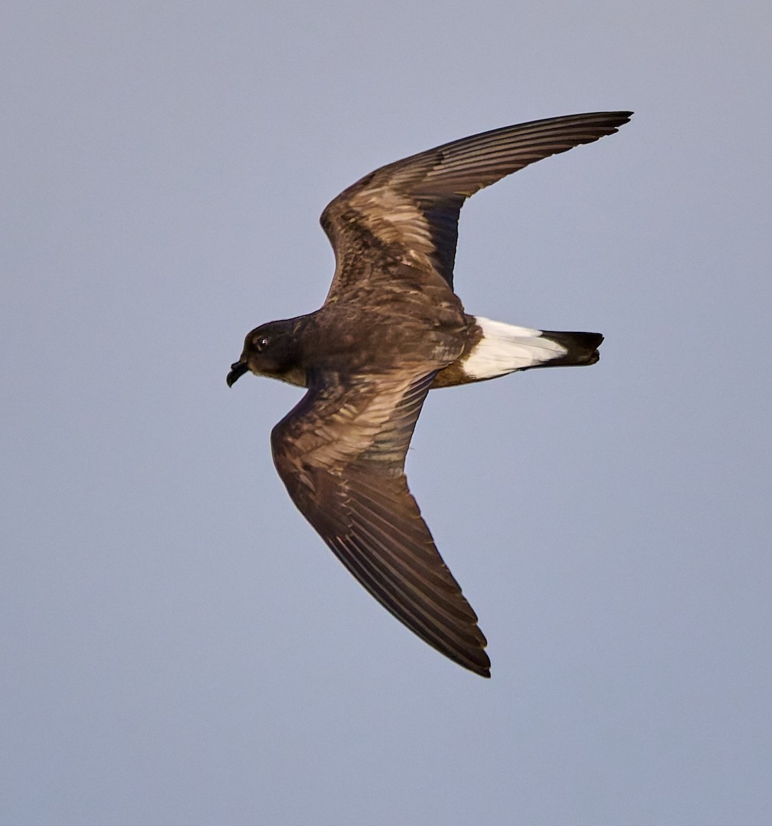 Wedge-rumped Storm-Petrel - ML642269388