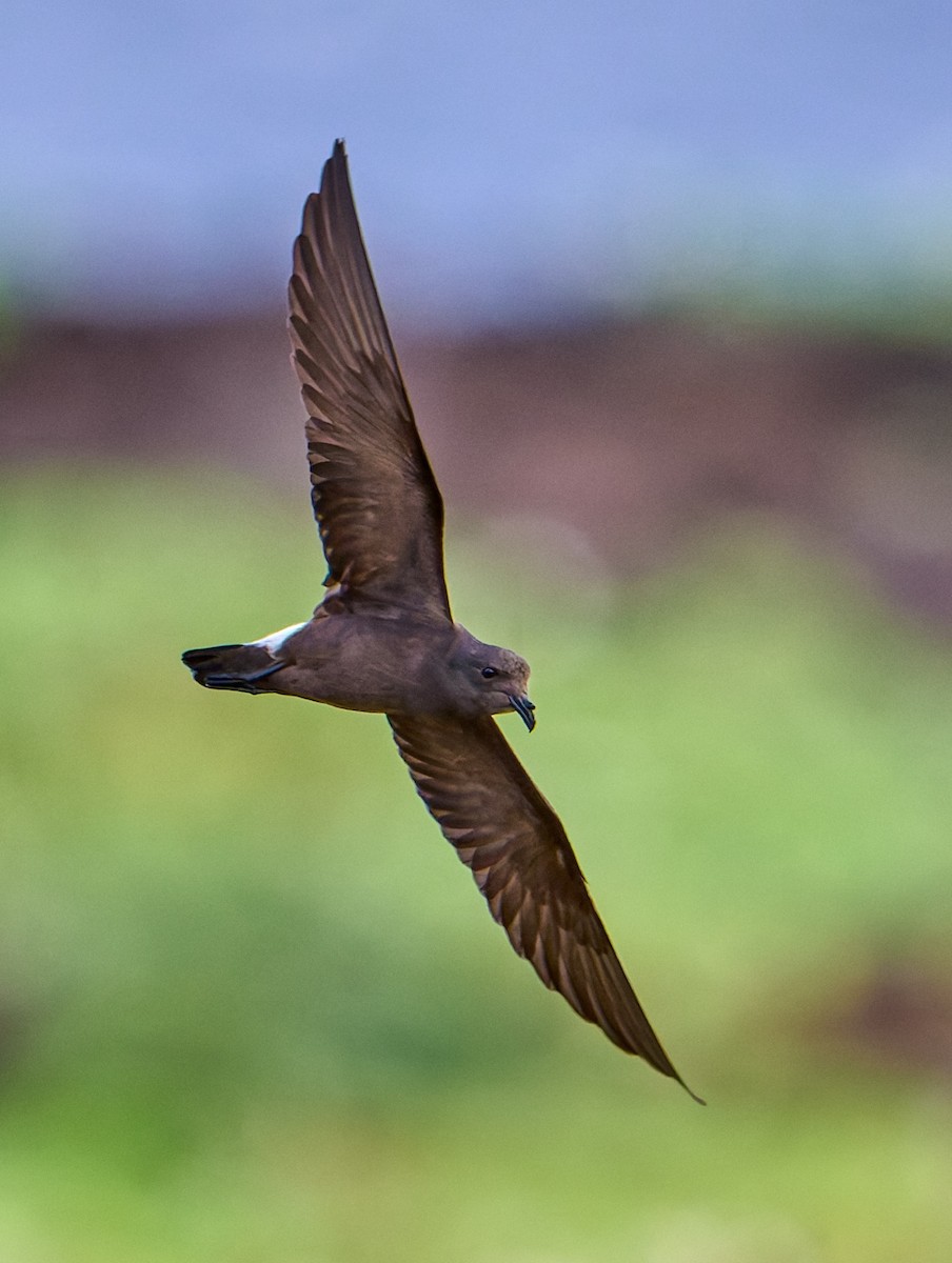 Wedge-rumped Storm-Petrel - ML642269389