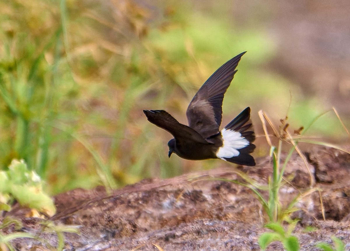Wedge-rumped Storm-Petrel - ML642269390