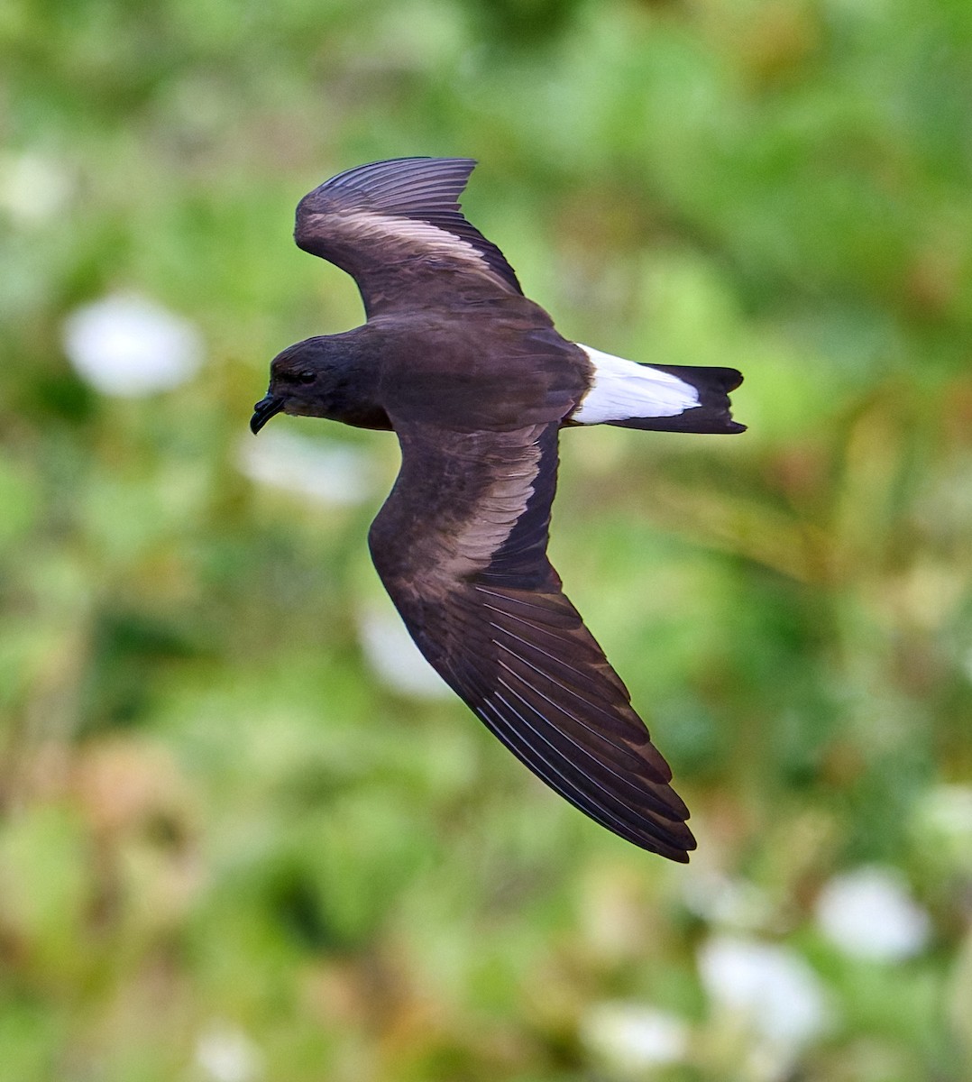 Wedge-rumped Storm-Petrel - ML642269392