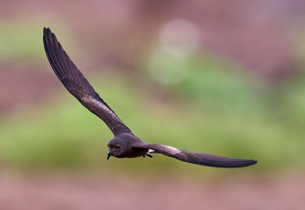 Wedge-rumped Storm-Petrel - ML642269394