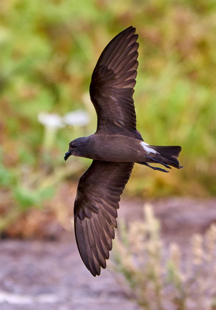 Wedge-rumped Storm-Petrel - ML642269395