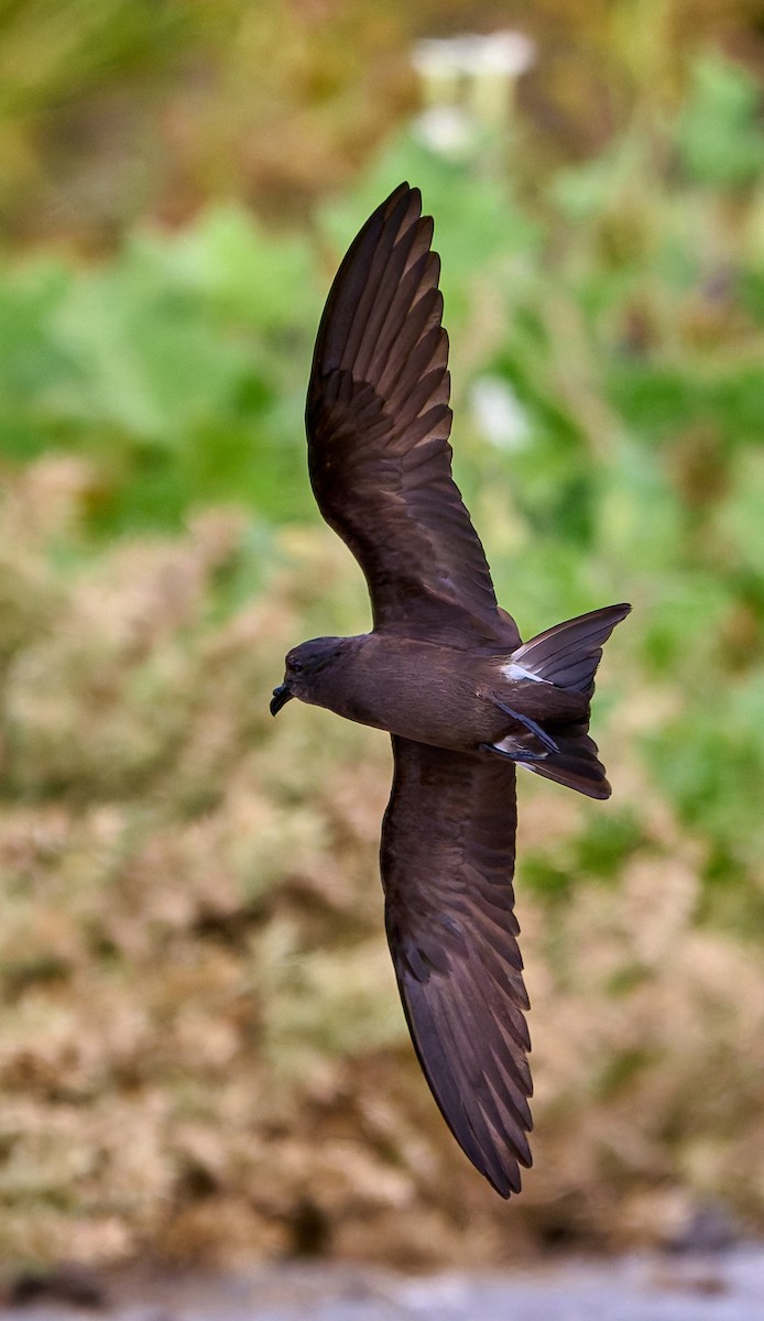 Wedge-rumped Storm-Petrel - ML642269396