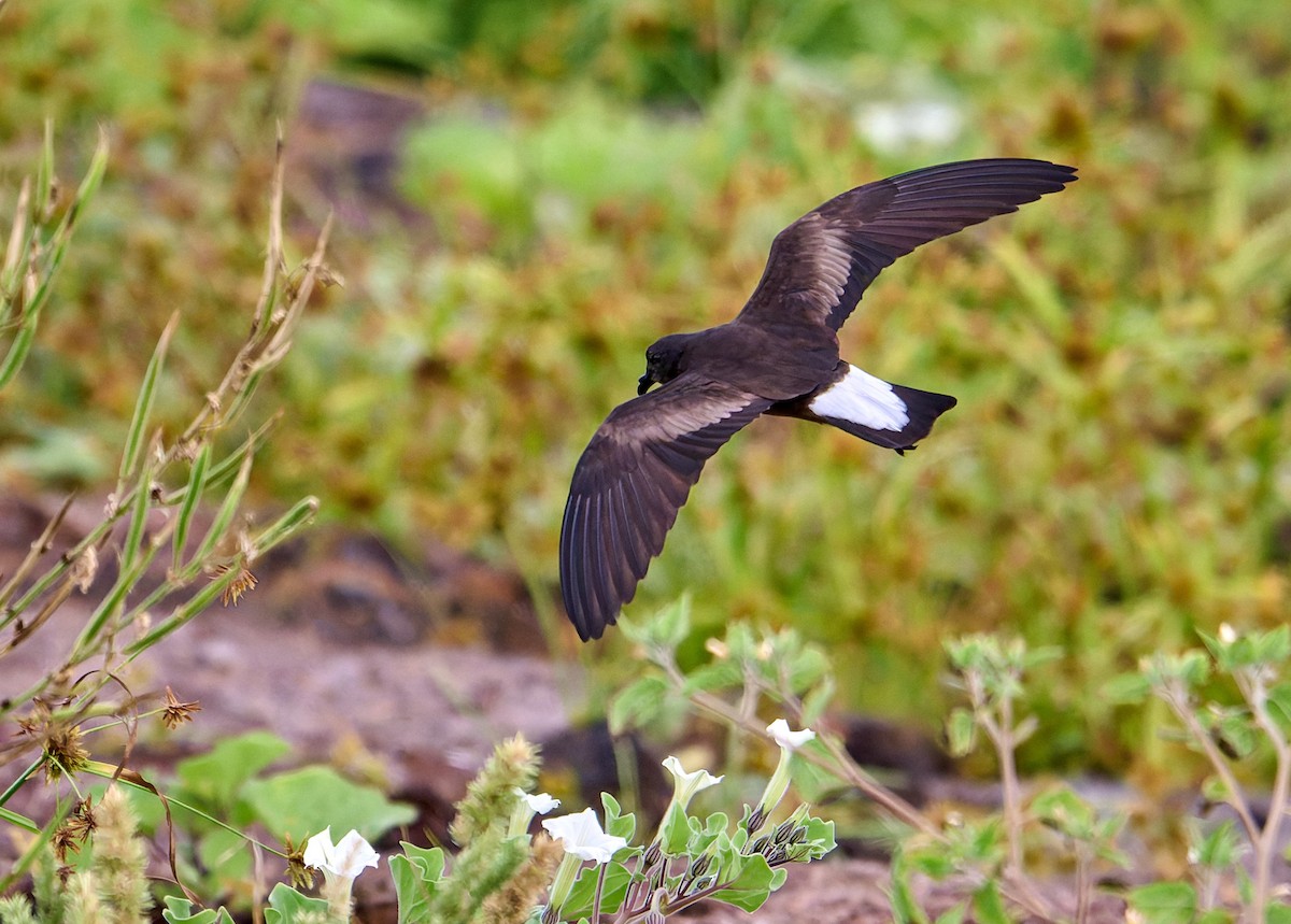 Wedge-rumped Storm-Petrel - ML642269397