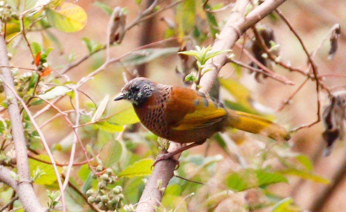 Chestnut-crowned Laughingthrush - ML642269413