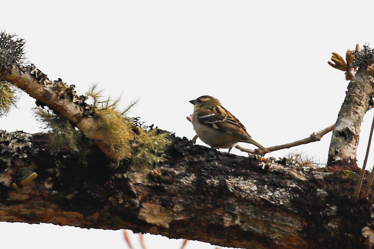 Russet Sparrow - ML642269426