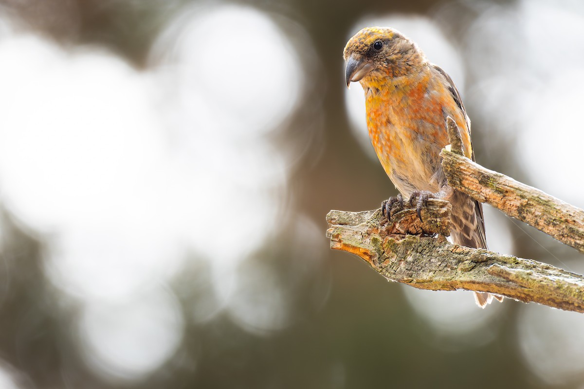 Red Crossbill - ML642269534