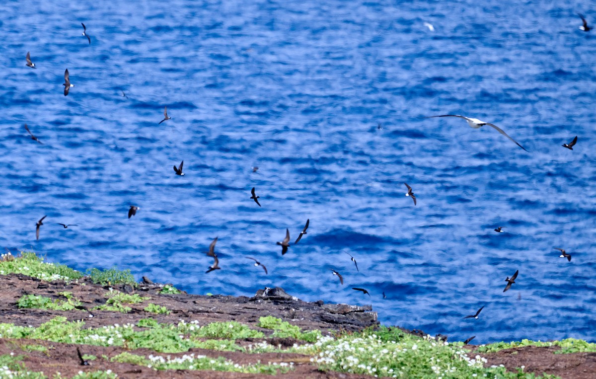 Wedge-rumped Storm-Petrel - ML642269535