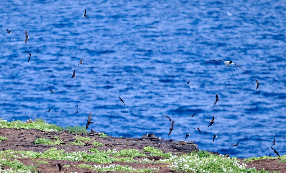 Wedge-rumped Storm-Petrel - ML642269536