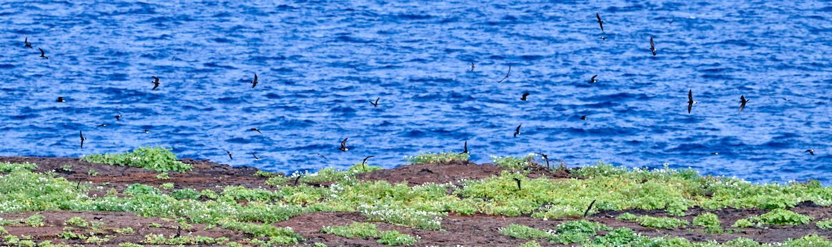 Wedge-rumped Storm-Petrel - ML642269537