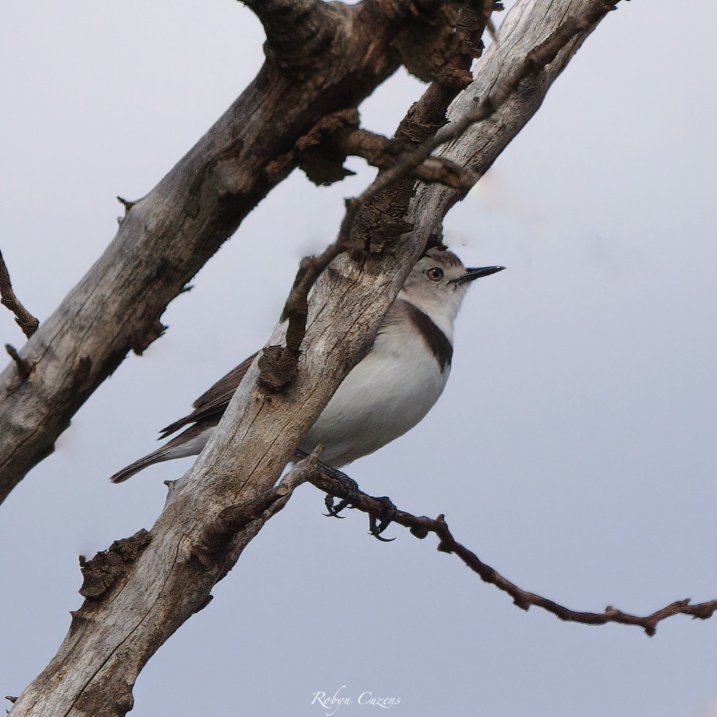 White-fronted Chat - ML642269555