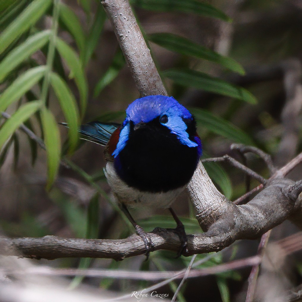 Purple-backed Fairywren - ML642269562