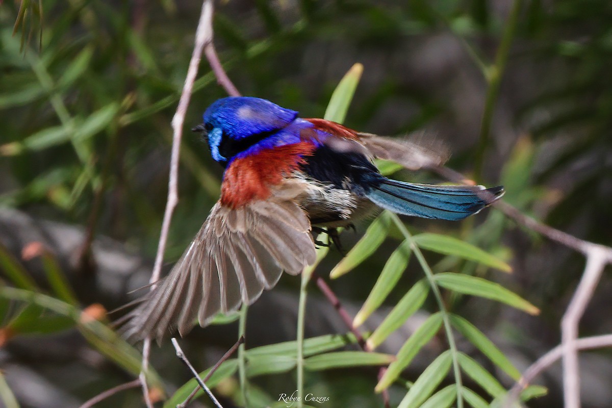 Purple-backed Fairywren - ML642269563