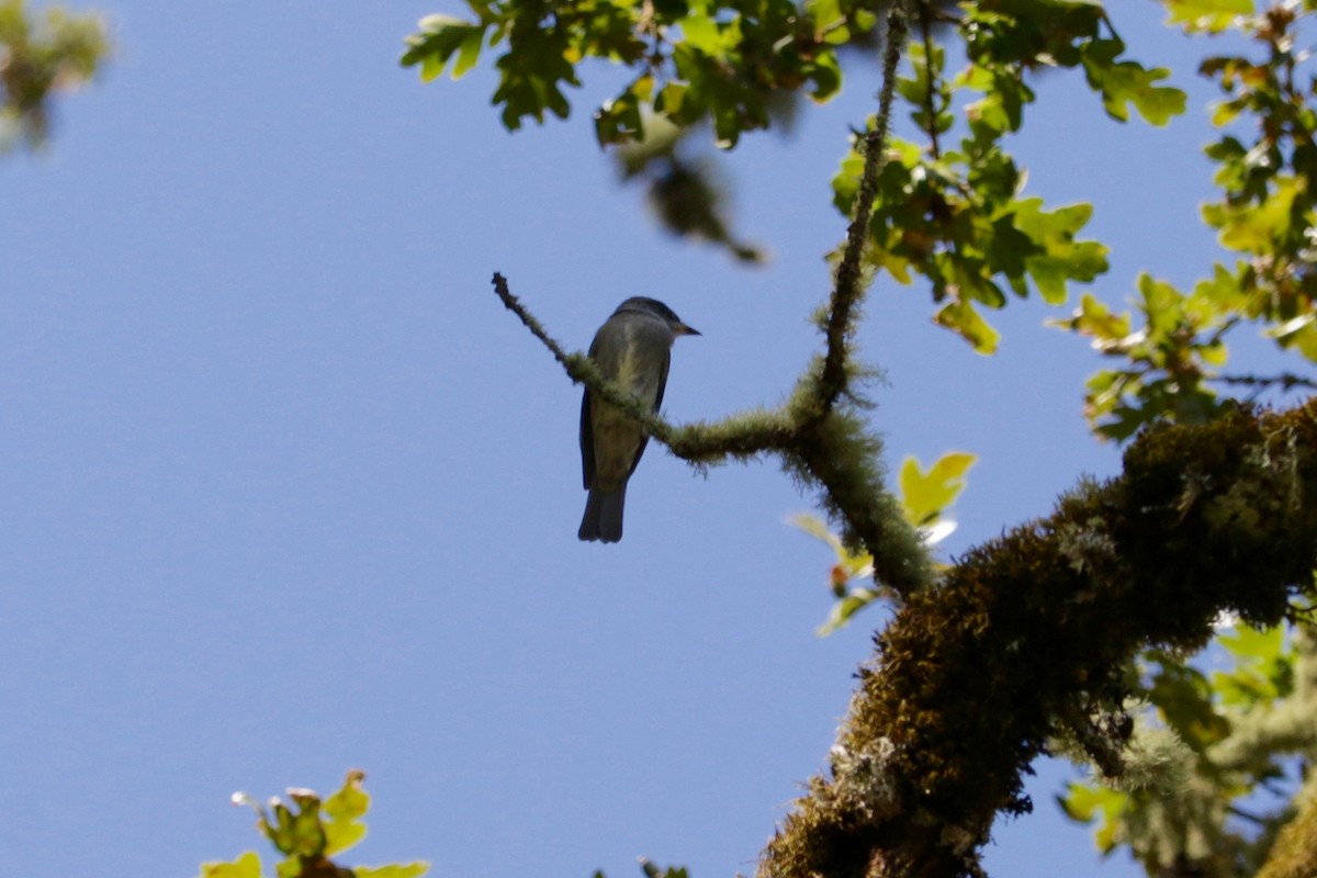 Western Wood-Pewee - ML642269572