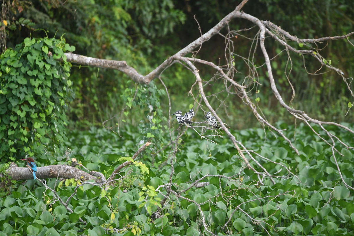 Pied Kingfisher - ML642269587