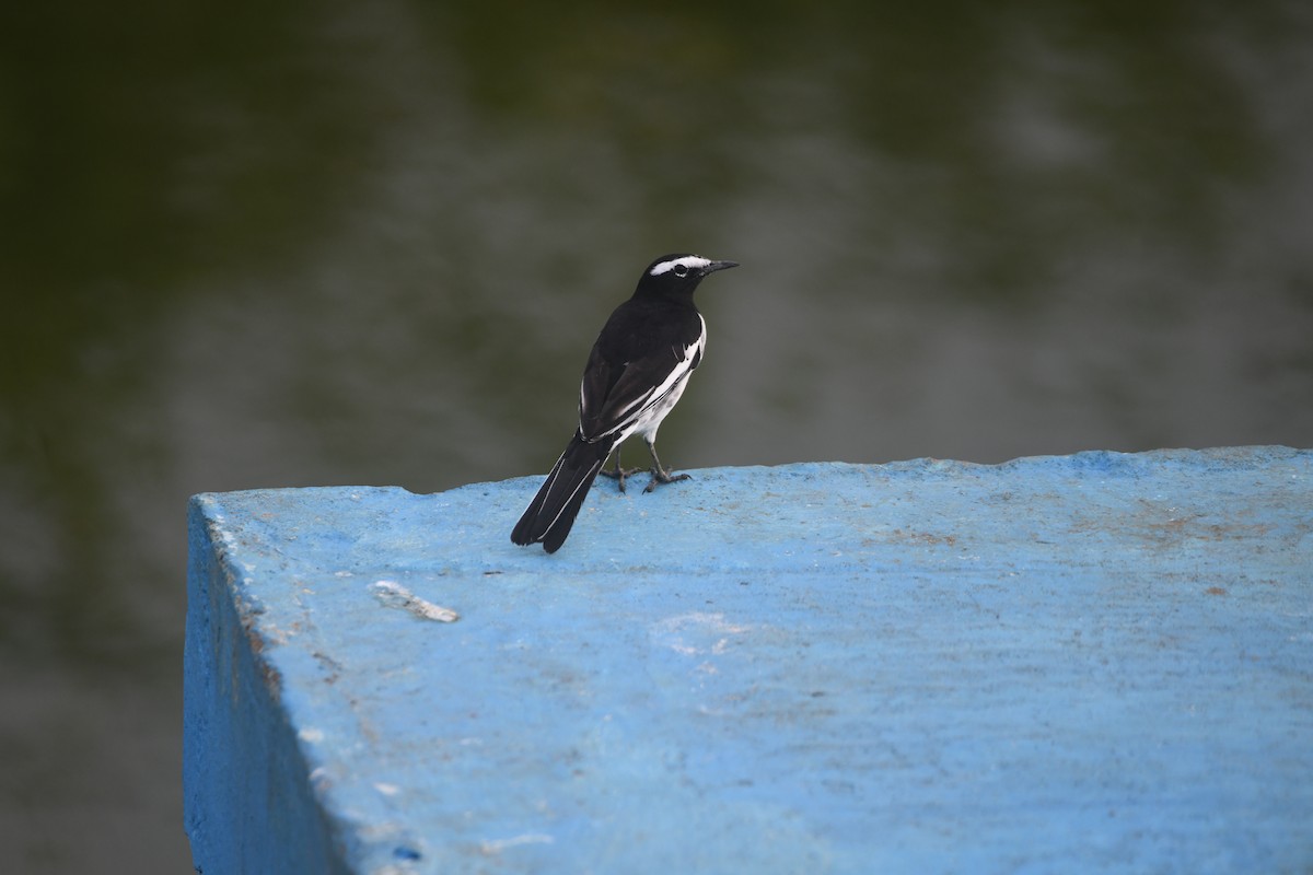 White-browed Wagtail - ML642269593