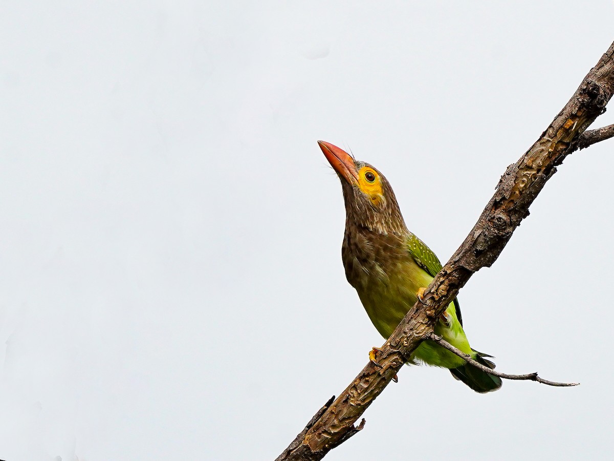 Brown-headed Barbet - ML642269594