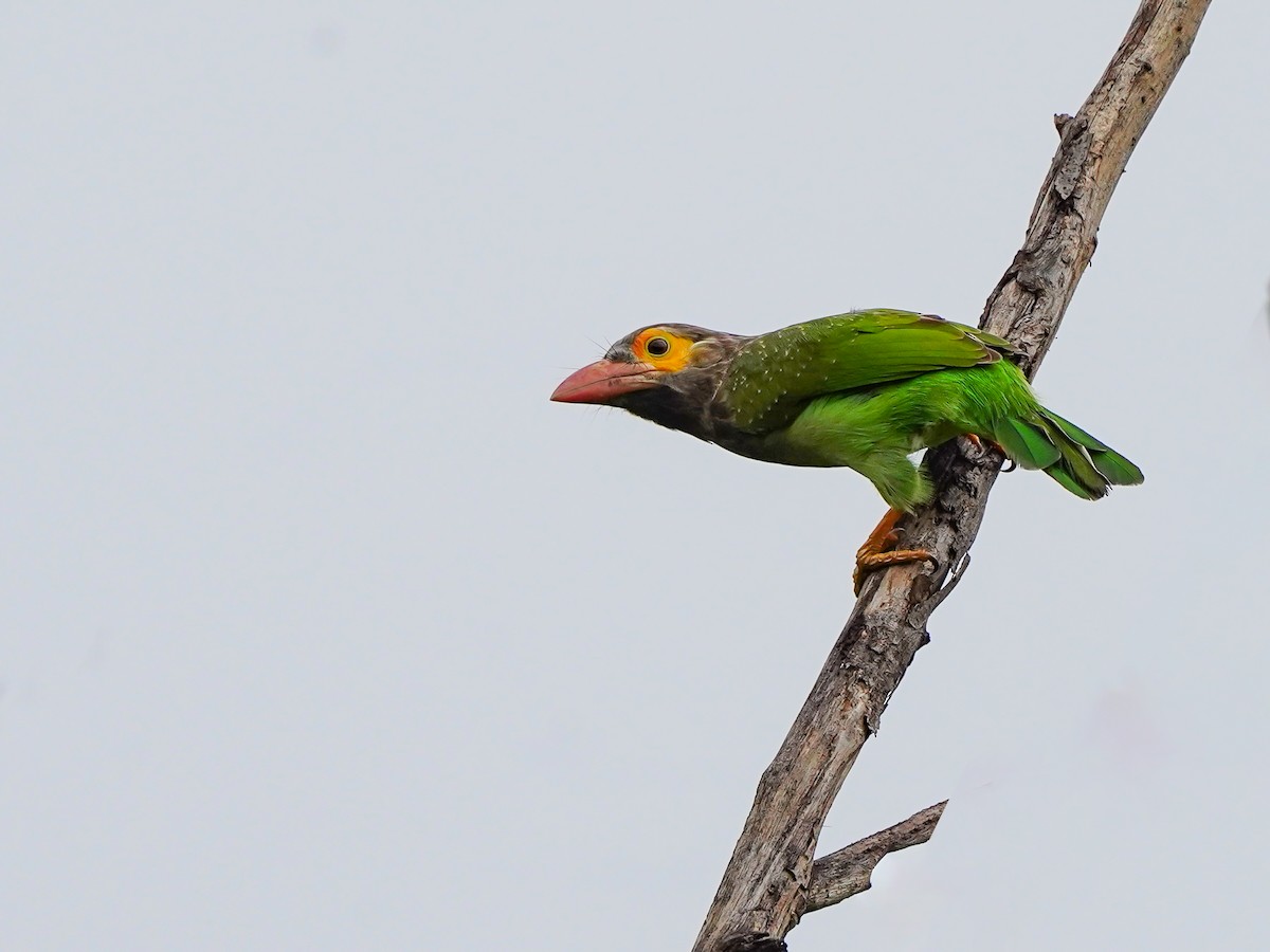Brown-headed Barbet - ML642269595