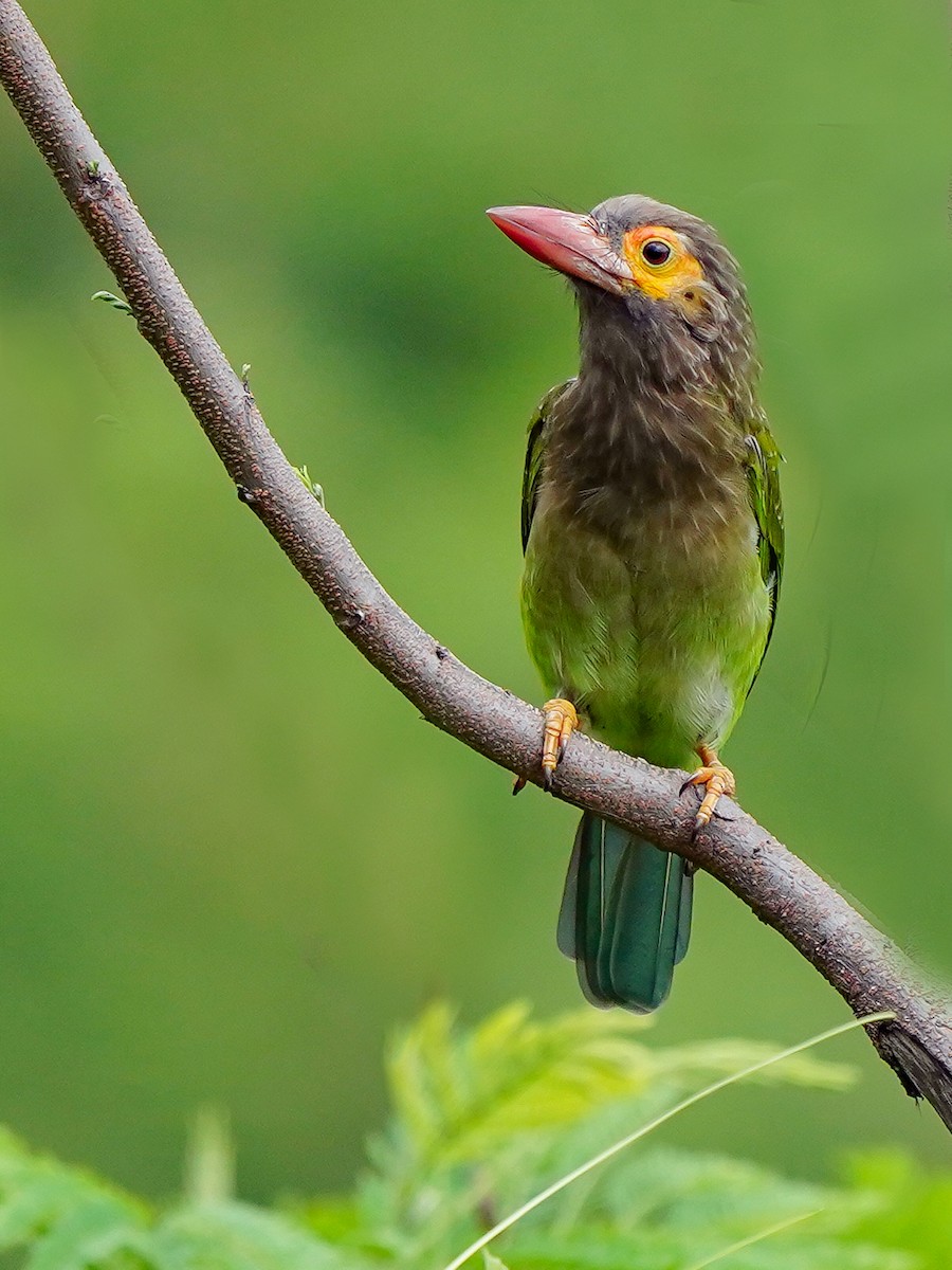 Brown-headed Barbet - ML642269596