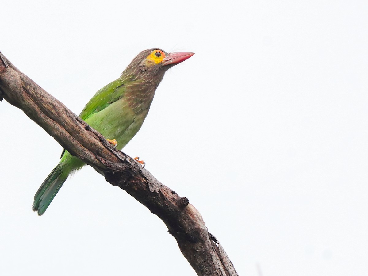 Brown-headed Barbet - ML642269597