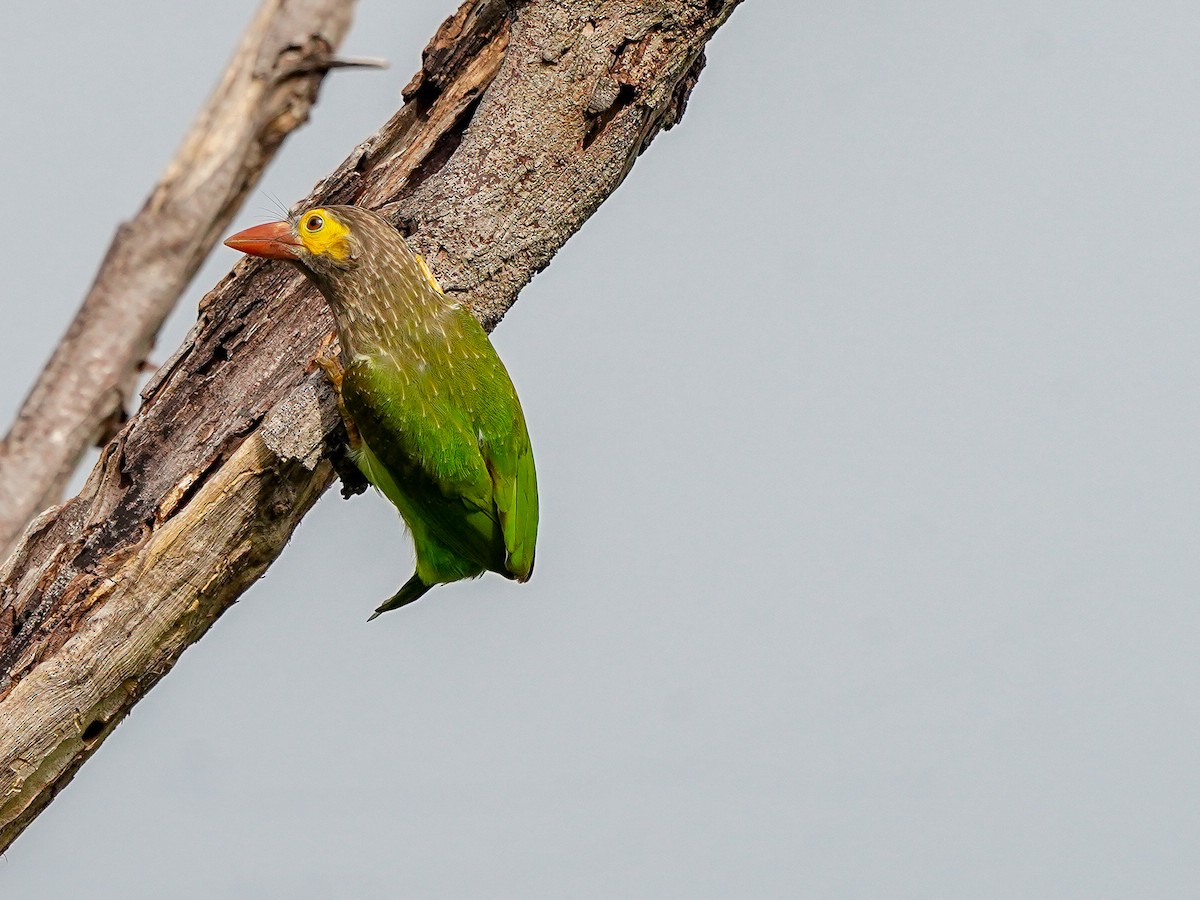 Brown-headed Barbet - ML642269598