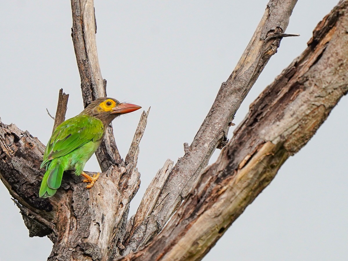 Brown-headed Barbet - ML642269599