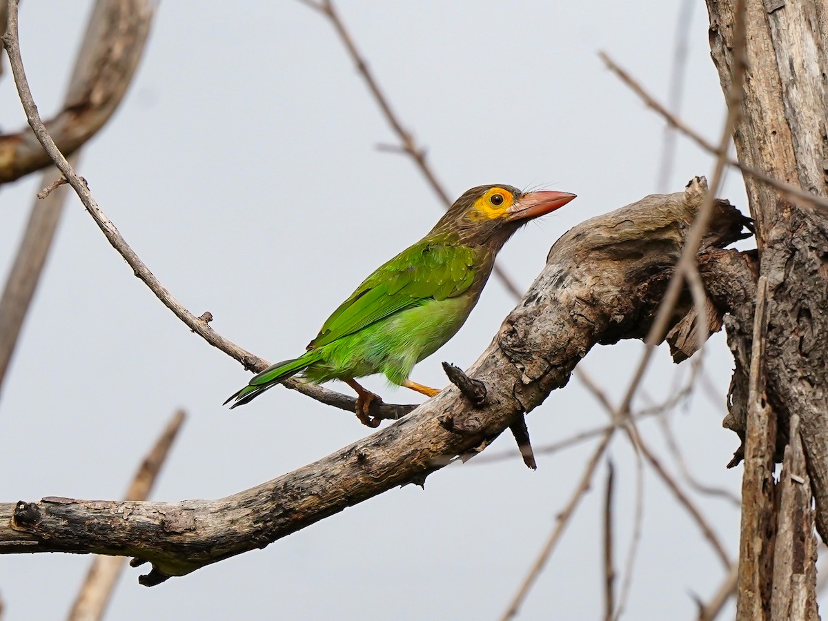 Brown-headed Barbet - ML642269602