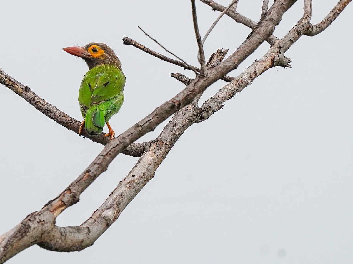 Brown-headed Barbet - ML642269604