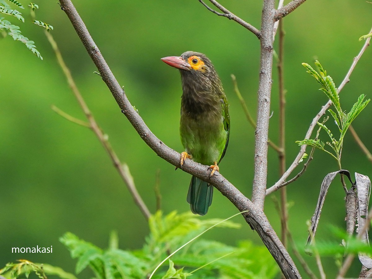 Brown-headed Barbet - ML642269610