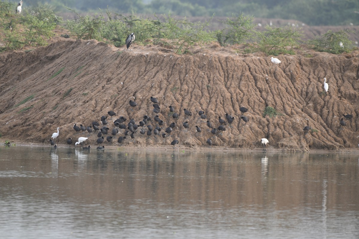 Eurasian Coot - ML642269612