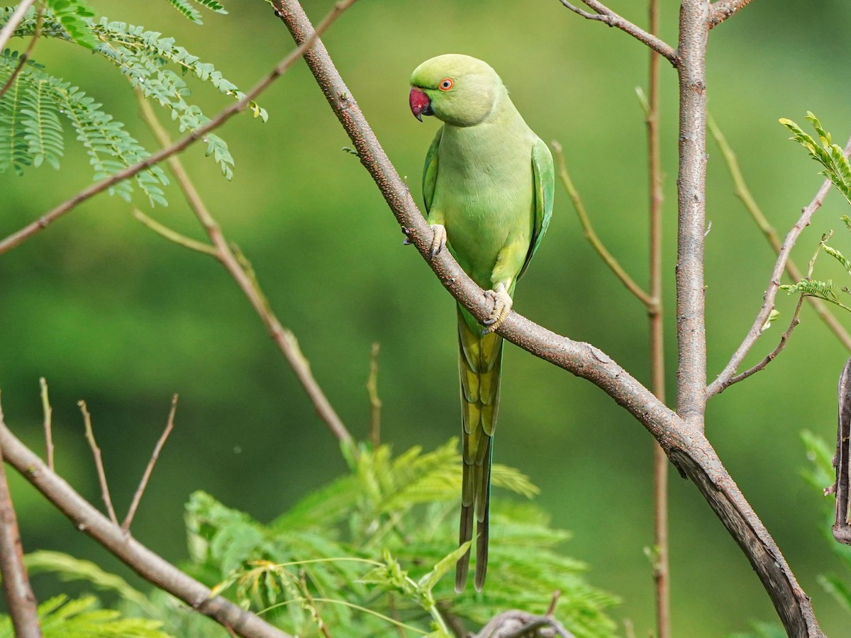 Rose-ringed Parakeet - ML642269620
