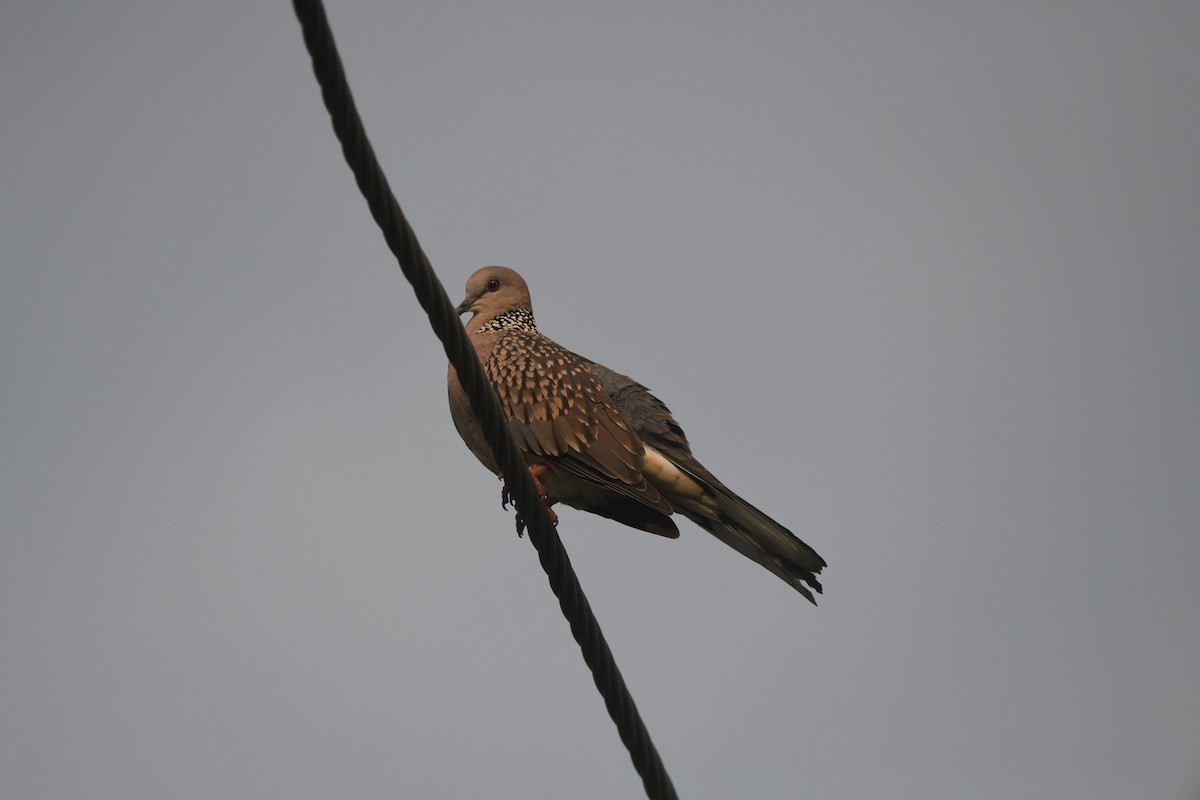 Spotted Dove - ML642269624
