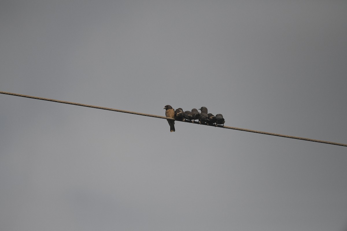 Ashy Woodswallow - ML642269634