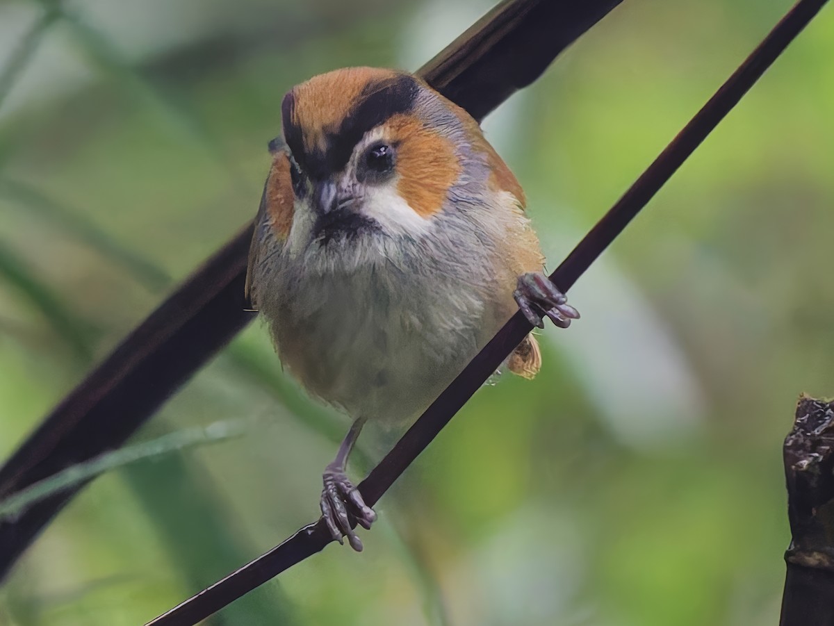 Black-throated Parrotbill - ML642269643
