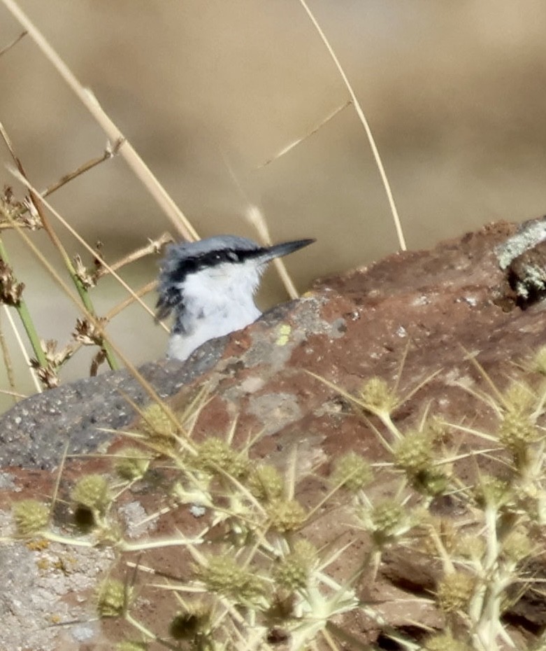 Western Rock Nuthatch - ML642269647